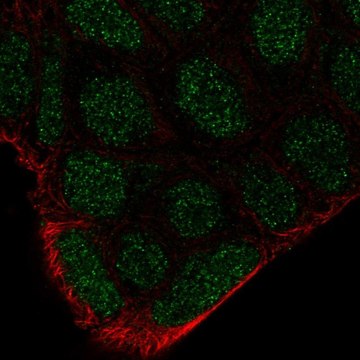 Anti-FRK antibody produced in rabbit Prestige Antibodies&#174; Powered by Atlas Antibodies, affinity isolated antibody