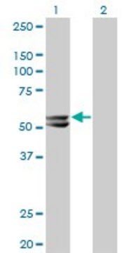 Monoclonal Anti-HMGCS2, (C-terminal) antibody produced in mouse clone 1E9, purified immunoglobulin, buffered aqueous solution