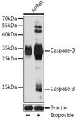 Anti-Caspase 3 antibody produced in rabbit