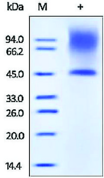 核心蛋白聚糖/骨蛋白聚糖 II 人 recombinant, expressed in HEK 293 cells, &#8805;95% (SDS-PAGE)