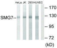 Anti-SMG7 antibody produced in rabbit affinity isolated antibody
