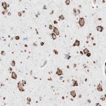 Anti-P4HTM antibody produced in rabbit Prestige Antibodies&#174; Powered by Atlas Antibodies, affinity isolated antibody, buffered aqueous glycerol solution