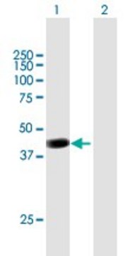 Anti-PCMTD2 antibody produced in mouse purified immunoglobulin, buffered aqueous solution