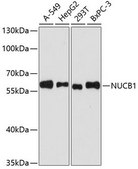 Anti- NUCB1 antibody produced in rabbit
