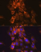 Anti-MEK1 antibody produced in rabbit