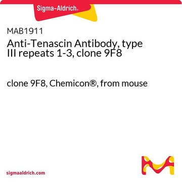 Anti-Tenascin Antibody, type III repeats 1-3, clone 9F8 clone 9F8, Chemicon&#174;, from mouse