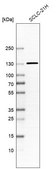 Anti-TGFBRAP1 antibody produced in rabbit Prestige Antibodies® Powered by Atlas Antibodies, affinity isolated antibody, buffered aqueous glycerol solution
