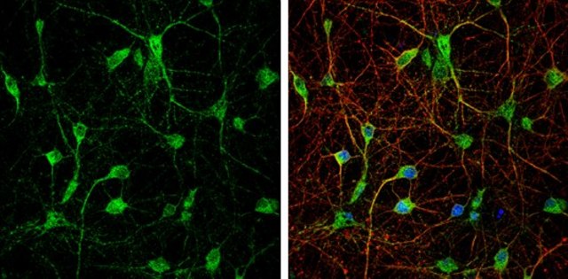 Anti-GRM3 (C-terminal) antibody produced in rabbit affinity isolated antibody, buffered aqueous solution