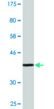 Monoclonal Anti-SPATA4 antibody produced in mouse clone 4A2, purified immunoglobulin, buffered aqueous solution