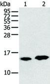 Anti-CARTPT affinity isolated antibody
