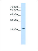 Anti-OVOL1 antibody produced in rabbit IgG fraction of antiserum