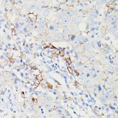 Anti-PD-L1/CD274 antibody produced in mouse