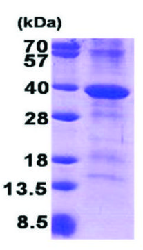 CD46 human recombinant, expressed in E. coli, &#8805;85% (SDS-PAGE)