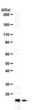 Anti-MafK/Nfe2u Antibody serum, from rabbit