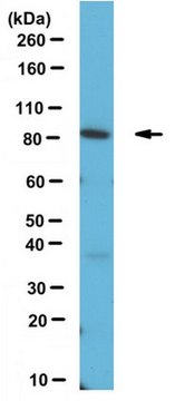 Anti-APPL1 Antibody from rabbit, purified by affinity chromatography