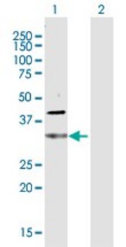 Anti-CDC34 antibody produced in rabbit purified immunoglobulin, buffered aqueous solution