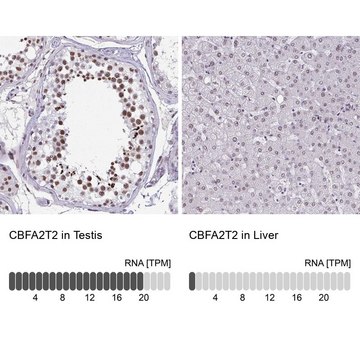 Anti-CBFA2T2 antibody produced in rabbit Prestige Antibodies&#174; Powered by Atlas Antibodies, affinity isolated antibody, buffered aqueous glycerol solution