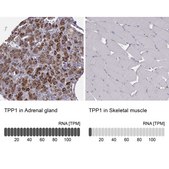 Anti-TPP1 antibody produced in rabbit Prestige Antibodies® Powered by Atlas Antibodies, affinity isolated antibody, buffered aqueous glycerol solution