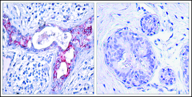 Anti-phospho-GSK3B (pSer9) antibody produced in rabbit affinity isolated antibody