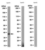 Anti-Apolipoprotein E4 (ApoE4) Antibody, clone 4E4 clone 4E4, from mouse