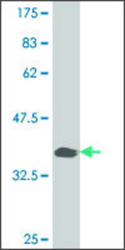 ANTI-PAX7 antibody produced in mouse clone 3F10, purified immunoglobulin, buffered aqueous solution