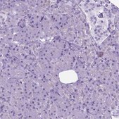 Anti-POU3F3 antibody produced in rabbit Prestige Antibodies® Powered by Atlas Antibodies, affinity isolated antibody, buffered aqueous glycerol solution