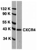 Anti-CXCR4 antibody produced in rabbit affinity isolated antibody