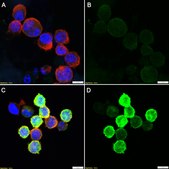 Anti-FLAG® Antibody, clone 1I8 ZooMAb® Rabbit Monoclonal recombinant, expressed in HEK 293 cells