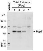 Anti-Dcp2 serum, from rabbit