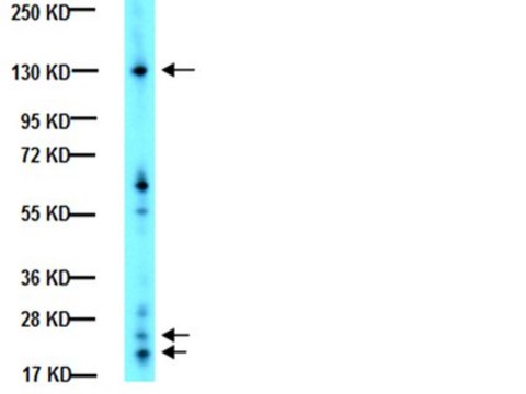 Anti-Integrin alphaV Antibody, CT, Intracellular serum, Chemicon&#174;