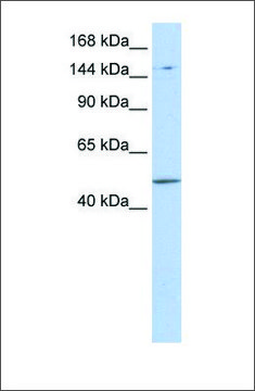 Anti-PRDM15 (ab2) antibody produced in rabbit affinity isolated antibody