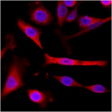 Anti-alpha-Tubulin Antibody, clone RM113 clone RM113, from rabbit