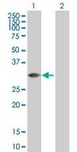 Anti-MLF2 antibody produced in mouse purified immunoglobulin, buffered aqueous solution