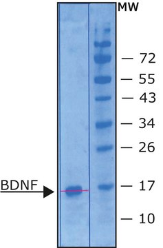 BDNF human Carrier free, recombinant, expressed in E. coli, &#8805;95% (SDS-PAGE), suitable for cell culture