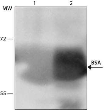 Anti-Bovine Albumin antibody produced in rabbit whole antiserum