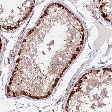 Anti-ARHGAP35 antibody produced in rabbit Prestige Antibodies&#174; Powered by Atlas Antibodies, affinity isolated antibody, buffered aqueous glycerol solution