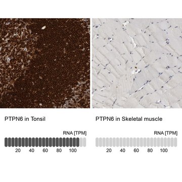 Anti-PTPN6 antibody produced in rabbit Prestige Antibodies&#174; Powered by Atlas Antibodies, affinity isolated antibody, buffered aqueous glycerol solution