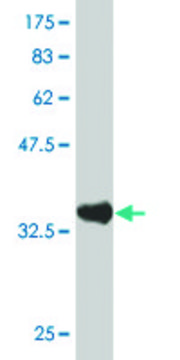 Monoclonal Anti-PASD1 antibody produced in mouse clone 2B10, purified immunoglobulin, buffered aqueous solution