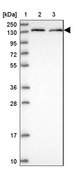 Anti-MROH1 antibody produced in rabbit Prestige Antibodies® Powered by Atlas Antibodies, affinity isolated antibody, buffered aqueous glycerol solution