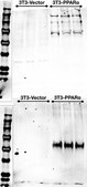 Anti-phospho PPAR alpha (Ser73) from rabbit