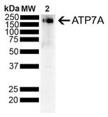 Monoclonal Anti-Ankyrin B - Rpe antibody produced in mouse clone S105-13, purified immunoglobulin