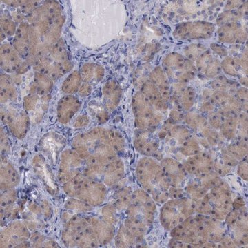 Anti-CEP128 antibody produced in rabbit Ab1, Prestige Antibodies&#174; Powered by Atlas Antibodies, affinity isolated antibody, buffered aqueous glycerol solution