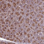 Anti-KCTD16 antibody produced in rabbit Prestige Antibodies® Powered by Atlas Antibodies, affinity isolated antibody, buffered aqueous glycerol solution
