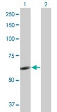 Anti-NR6A1 antibody produced in rabbit purified immunoglobulin, buffered aqueous solution