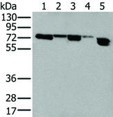 Anti-NELFA affinity isolated antibody