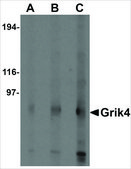 Anti-Grik4 (ab1) antibody produced in rabbit affinity isolated antibody, buffered aqueous solution
