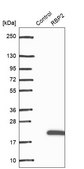 Anti-RBP2 antibody produced in rabbit Prestige Antibodies® Powered by Atlas Antibodies, affinity isolated antibody, buffered aqueous glycerol solution