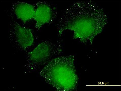 Monoclonal Anti-CNOT7 antibody produced in mouse clone 2F6, purified immunoglobulin, buffered aqueous solution