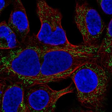 Anti-MRPL19 antibody produced in rabbit Prestige Antibodies&#174; Powered by Atlas Antibodies, affinity isolated antibody