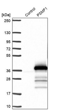 Anti-PSMF1 antibody produced in rabbit Prestige Antibodies&#174; Powered by Atlas Antibodies, affinity isolated antibody, buffered aqueous glycerol solution